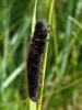 47445 – Photo : Arnaud Jean-Pierre – France (11)