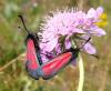 47674 – Photo : Arnaud Jean-Pierre – France (11)