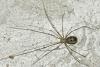 Pholcus phalangioides