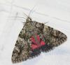 47992 – Photo : Edith Konik – France (95)