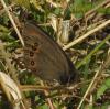 47944 – Photo : gyps – France (38)