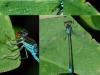 Erythromma viridulum