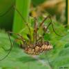 47514 – Photo : Alain Chappuis – France (74)
