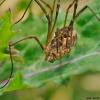 47515 – Photo : Alain Chappuis – France (74)