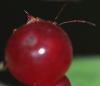 Elasmucha ferrugata