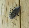 47540 – Photo : E. SERRES – France (74)