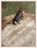 47533 – Photo : Jean Jacques – France (59)