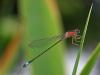 Ischnura elegans