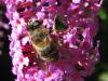 47842 – Photo : Druet Nicole – Belgique