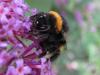 47882 – Photo : Druet Nicole – Belgique