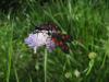 47942 – Photo : Pierre PATTIER – France (38)