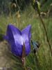 47966 – Photo : Pierre PATTIER – France (38)