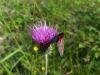 47943 – Photo : Pierre PATTIER – France (38)