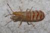 Brachyplax tenuis