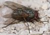 Phaonia valida