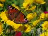 47545 – Photo : Bernadette Cassel – France (69)