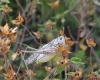 47211 – Photo : taeniatus – France (83)