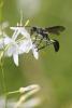 47307 – Photo : Marc Solari – France (68)