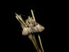 47644 – Photo : Denis Vandromme – France (36)
