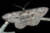 47000 – Photo : Emmanuel Freri – France (37)