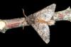 47046 – Photo : Emmanuel Freri – France (37)