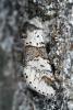 47127 – Photo : Emmanuel Freri – France (37)