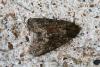 47300 – Photo : Emmanuel Freri – France (37)