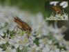 47666 – Photo : Bernadette Cassel – France (69)