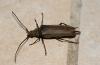 Aegosoma scabricorne