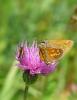47381 – Photo : Christian Montelle – France (25)