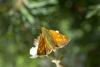 47795 – Photo : Michel Renou – France (22)