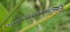 Coenagrion mercuriale