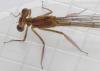 Platycnemis pennipes