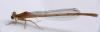 Platycnemis pennipes