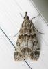 47563 – Photo : Louis Weitten – France (57)