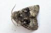 47661 – Photo : Louis Weitten – France (57)