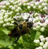 47582 – Photo : E. SERRES – France (74)