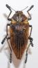 47622 – Photo : Gerard CHEMIN – Madagascar