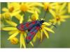 47654 – Photo : fabian constant – Belgique