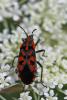 47871 – Photo : Marc Solari – France (68)