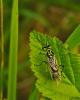 47528 – Photo : Alain Chappuis – France (74)