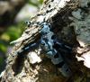 47543 – Photo : E. SERRES – France (74)