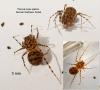 Scytodes thoracica