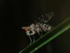 Trypetoptera punctulata