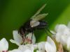 47621 – Photo : Jean Luc Kerveadou – France (29)