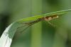 47421 – Photo : Marc Solari – France (70)