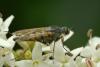 Thereva sp.