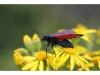 47495 – Photo : fabian constant – Belgique