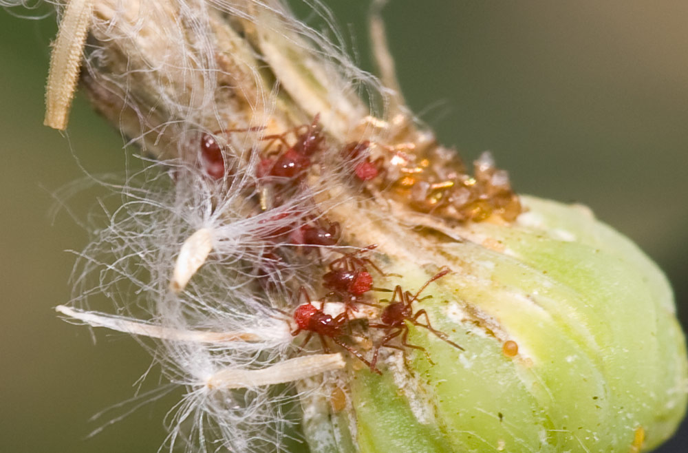 Pierre Duhem - Liorhyssus hyalinus - réf. 47081 (1000 x 658 pixels, 130 ko)