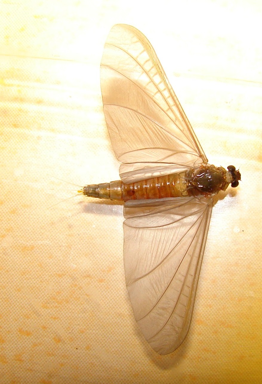 Jean-Jacques PORTENEUVE - Oligoneuriella sp. - réf. 47537 (878 x 1285 pixels, 212 ko)